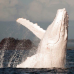 グレートバリアリーフで撮影された白鯨。