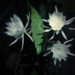 今宵、姫月下美人が一挙に9つ花を咲かせました…。こ、怖い。台風と関係あるのかな。