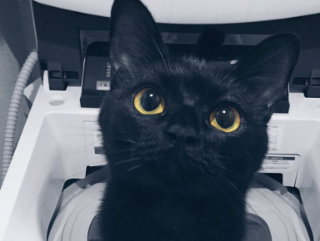 眼差しの愛らしさには定評のある黒猫です