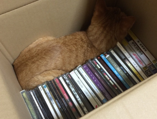 CD整理してたら目を離した隙に猫が詰まってた