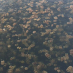 指宿の海すごいクラゲの量