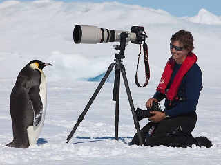 野生のペンギンはカメラを珍しがって近づいていく傾向があります。