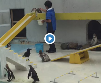 水族館のペンギンショーが酷い