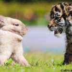 ウサギと仔トラの散歩が一緒になりました！