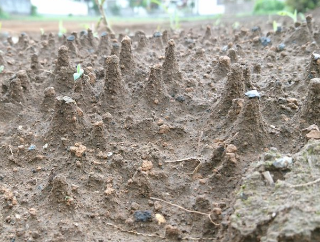 23日の茨城豪雨で畑に土の塔が出来てた。小石があるところだけ土が残ってできたみたい。