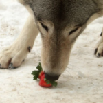オオカミはリンゴだけでなくイチゴなどのベリー類，柿，メロンなどの果物も食べます