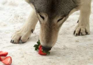 オオカミはリンゴだけでなくイチゴなどのベリー類，柿，メロンなどの果物も食べます