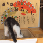 福井の猫寺行ってみた。 あの……おみくじ引けないんですけど……。 猫招かれてるんですけどおおぉぉぉぉ！？