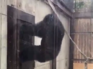 徳島のチンパンジーやばいって（笑）