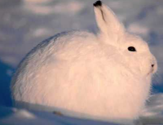 【ホッキョクウサギ】 北極圏に生息するうさぎ。 非常にモフモフな外見とは裏腹に