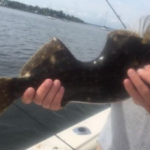 米ニュージャージー州のラリタン湾で、身体をガッツリ食われても治癒して生き延びた魚が釣り上げられる