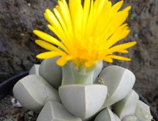 【魔玉】 海外では「ラピダリア・マーガレッタ」と呼ばれている花。 どう見ても石にしか見えない外見をしておりサボテンの仲間だそうです。