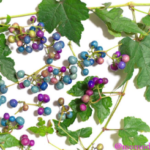 ノブドウの実。この実の殆どにブドウタマバエやブドウトガリバチの幼虫が寄生していて、その影響でこのような青や紫の鮮やかな色になる。