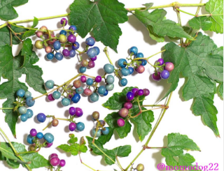 ノブドウの実。この実の殆どにブドウタマバエやブドウトガリバチの幼虫が寄生していて、その影響でこのような青や紫の鮮やかな色になる。