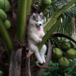 ヤシの木に登って降りられなくなってしまったハスキー犬の写真、額装して部屋に飾りたい