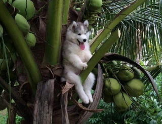 ヤシの木に登って降りられなくなってしまったハスキー犬の写真、額装して部屋に飾りたい