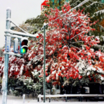 紅葉と積雪のコラボレーション。北海道とはいえめったに見られないらしい。
