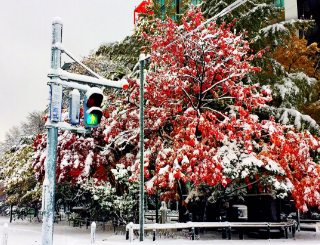紅葉と積雪のコラボレーション。北海道とはいえめったに見られないらしい。