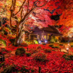 滋賀県近江八幡にある教林坊、晩秋を彩る圧巻の赤の世界です。ついに最高のタイミングで見ることが出来ました。