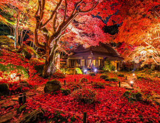 滋賀県近江八幡にある教林坊、晩秋を彩る圧巻の赤の世界です。ついに最高のタイミングで見ることが出来ました。