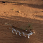 ネコバスが、トレンドにあがっていたので、砂漠のネコバス、上げときます。