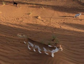 ネコバスが、トレンドにあがっていたので、砂漠のネコバス、上げときます。