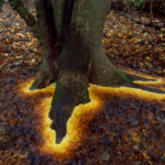 なんだこの木、地下に魔法物質でも埋まってるのか！？と思ったら落ち葉でこういうグラデーションを作っているのですね。