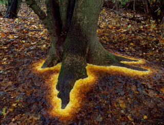 なんだこの木、地下に魔法物質でも埋まってるのか！？と思ったら落ち葉でこういうグラデーションを作っているのですね。
