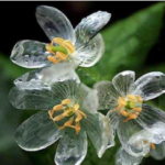 山荷葉という花は朝露や雨に濡れると氷のような透明になります。すごい。