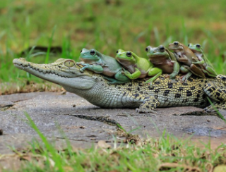 インドネシアで背中に5匹のカエルを乗せたワニが撮影される