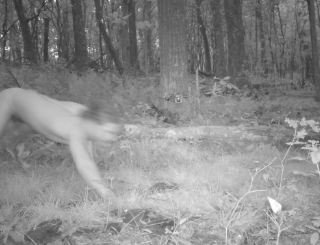 【米国】野生動物を観察するため森にカメラトラップを仕掛けたところ、四つんばいで走り回る『謎の全裸男』が撮影され研究者困惑
