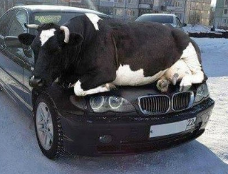 日本：「肌寒い季節・・・猫たちが暖かい場所を求め、車のボンネット中に入り込むケースが増えています。車に乗り込むその前にちょっとチェックすれば、助かる命があるのです。」ロシア：「」