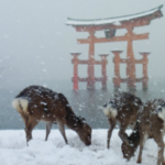 雪の厳島神社。 こんな景色めったに見られませんよね。 美しいです。