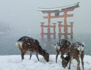 雪の厳島神社。 こんな景色めったに見られませんよね。 美しいです。