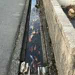 富士宮の市街地を流れる水がどのくらいきれいかと言うと、自宅前の側溝を網で適当に仕切って魚を飼っている家がある。