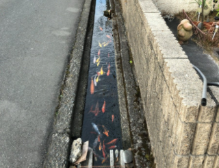 富士宮の市街地を流れる水がどのくらいきれいかと言うと、自宅前の側溝を網で適当に仕切って魚を飼っている家がある。