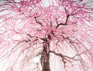 鈴鹿の森庭園の過去の写真です。あまりの枝ぶりによく桜と間違えられますが梅の写真です。