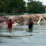 2017年5月11日 インドネシア マルク島に巨大なイカが漂着。15メートル。
