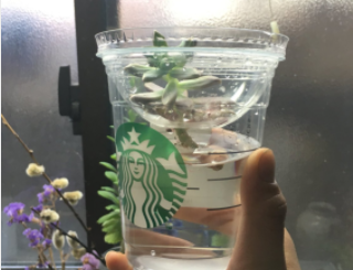 スタバのカップ…………水耕栽培キットじゃん