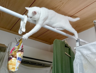 猫がスナック菓子の袋をかじるので、手の届かない場所へ吊るした結果･･･手が届いてしまった例