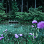 岐阜県 モネの池。