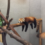 円山動物園、レッサーパンダがこの体勢で爆睡してて笑った