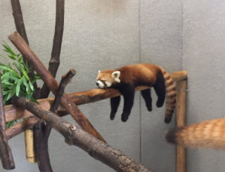 円山動物園、レッサーパンダがこの体勢で爆睡してて笑った