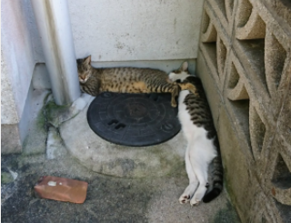 近所の野良猫がテトリスみたいな形で寝ていた。