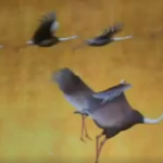 東京国立博物館の屏風遊び！！ブースに居る人数分だけ鶴がくるよ！！驚かすと逃げるよ！！